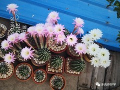 “沖冠一怒為洛神，緣盡情生的多肉之路”